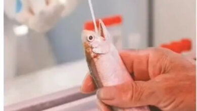 صورة شاهد: سخرية في الصين بسبب إجراء اختبار كورونا على الأسماك