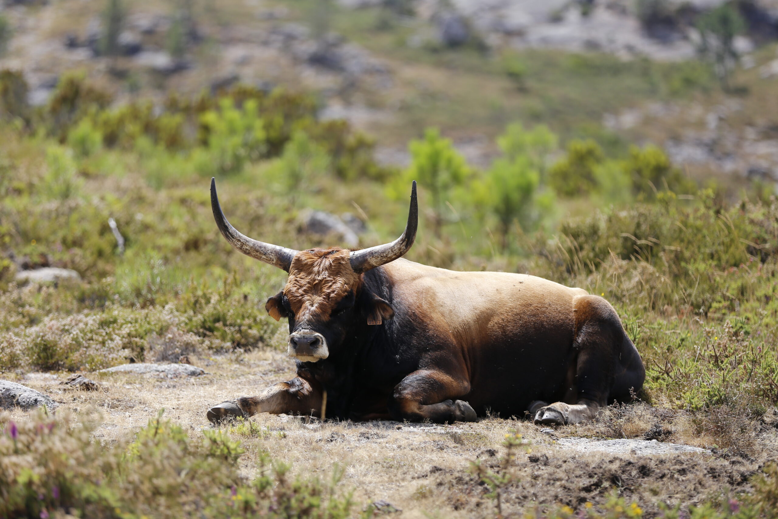 [صورة: Portuguese-Bull-nature-portugal-Peneda-d...scaled.jpg]
