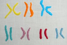 صورة علماء يفكون لغز الكروموسوم “واي” المحدد لجنس المواليد