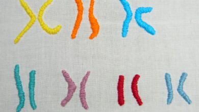 صورة علماء يفكون لغز الكروموسوم “واي” المحدد لجنس المواليد